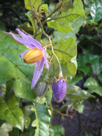 Solanum pariabanum